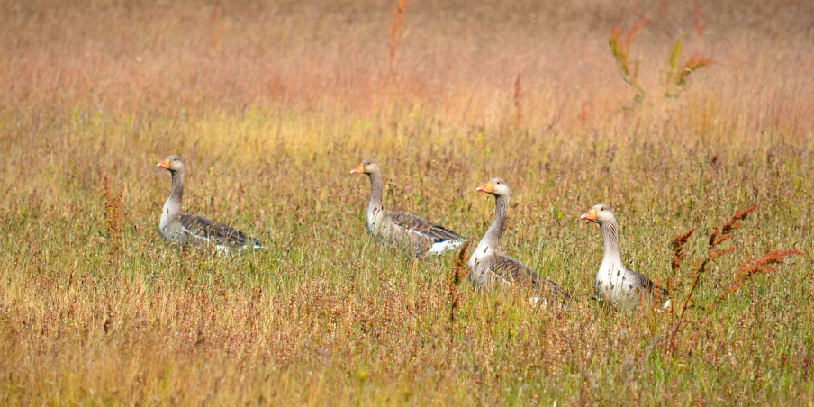 several gray and white birds in a field