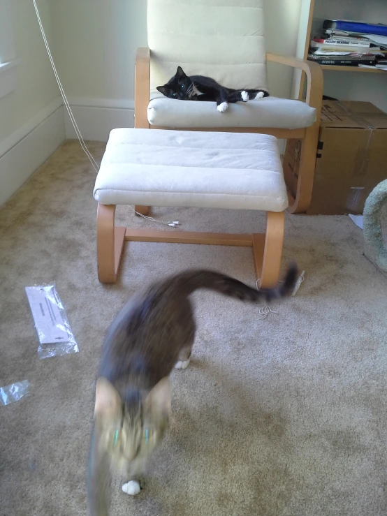 a grey and white cat standing in front of a chair