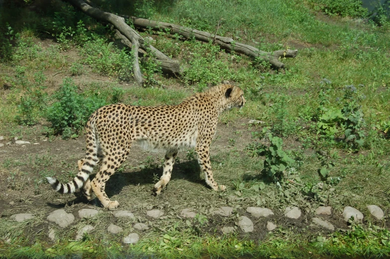a cheetah standing on a grassy hill, surrounded by trees and rocks