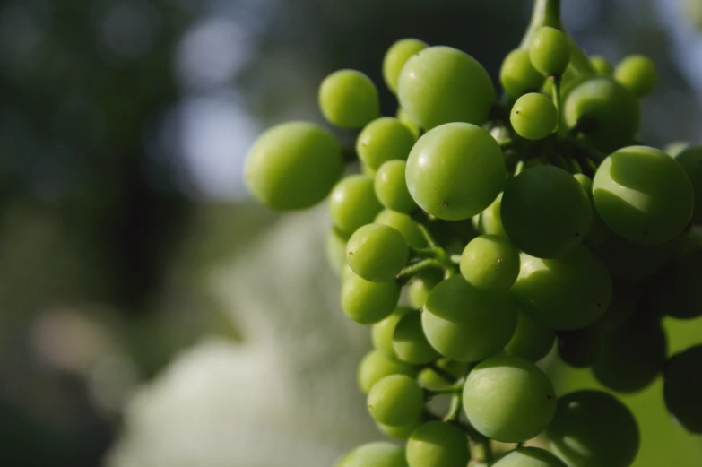 the berries have green seeds on them