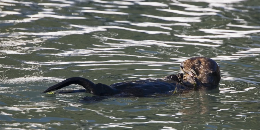 an animal that is in some water with food