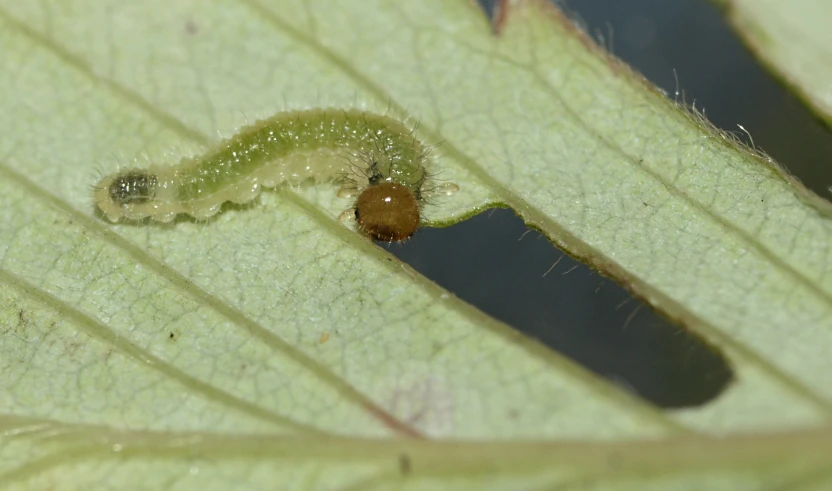 a green leaf with some kind of structure on it