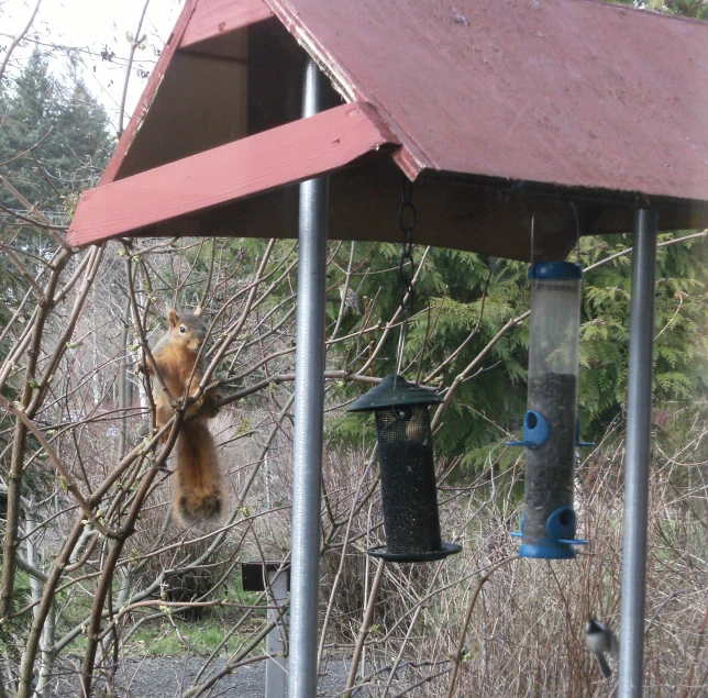 a squirrel hanging from a bird feeder outside