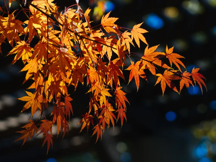 a maple tree in autumn with red leaves