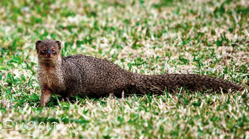 the little animal is sitting in the grass looking at soing