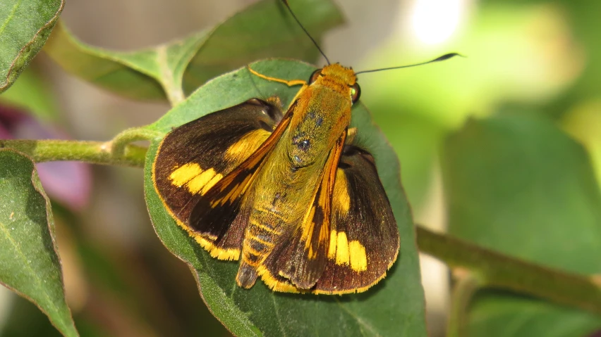 there is a yellow and black erfly on a leaf