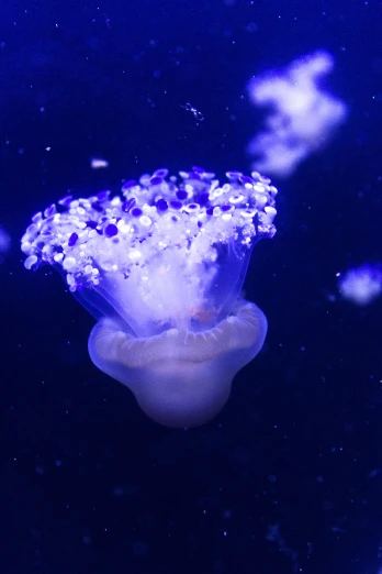 a blue jellyfish with splots of water on it's side