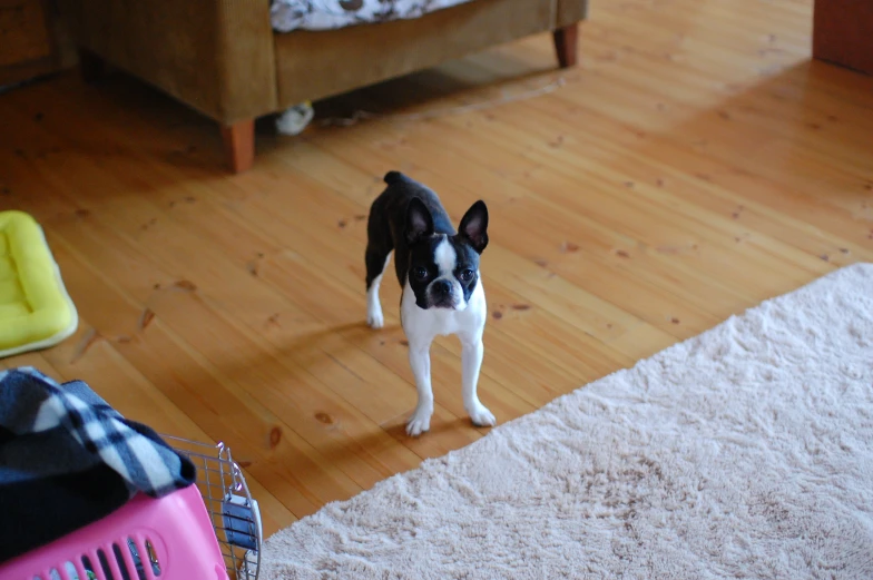a black and white dog standing on a wooden floor