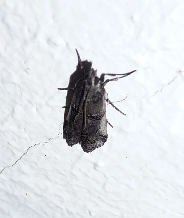 an overhead view of the wings of a moth