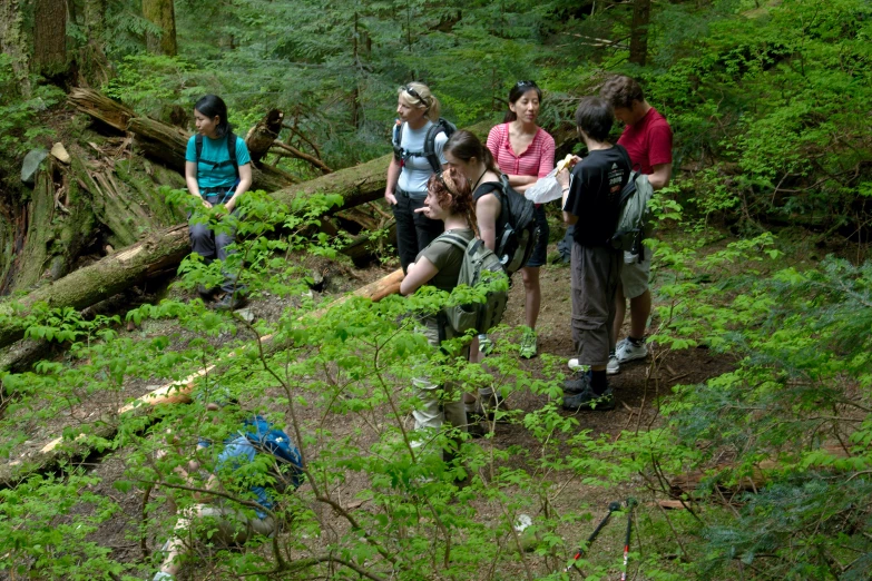 a group of people are hiking through the forest