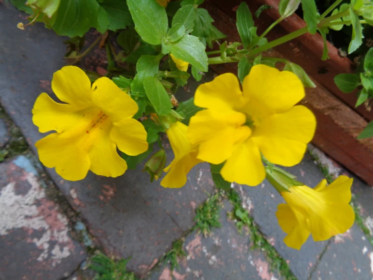 two flowers in bloom beside each other on the ground