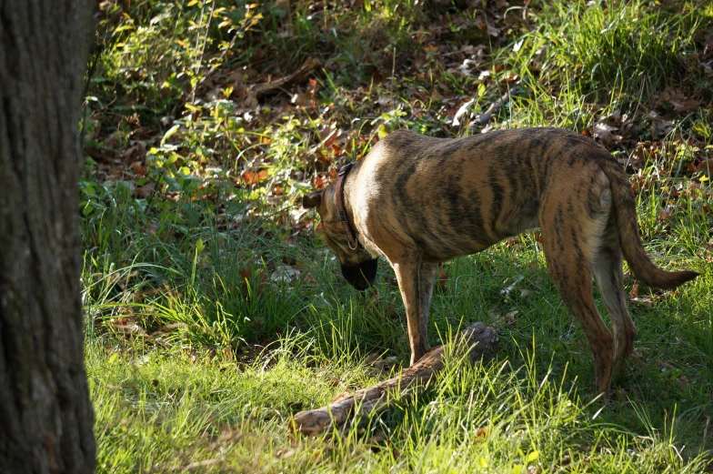 a wild dog is in a field of green grass