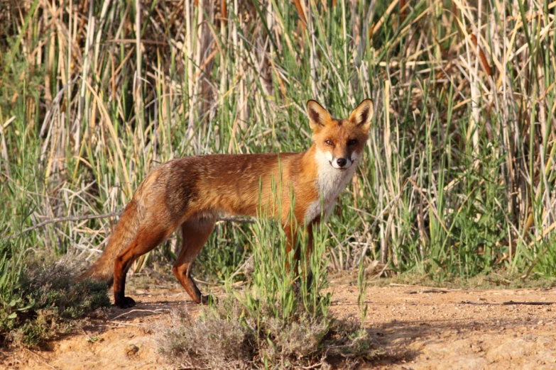 a fox standing in a field with tall grass