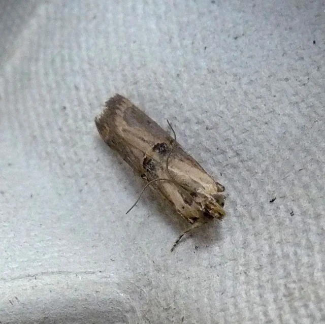 a beetle crawling on a blanket near the floor