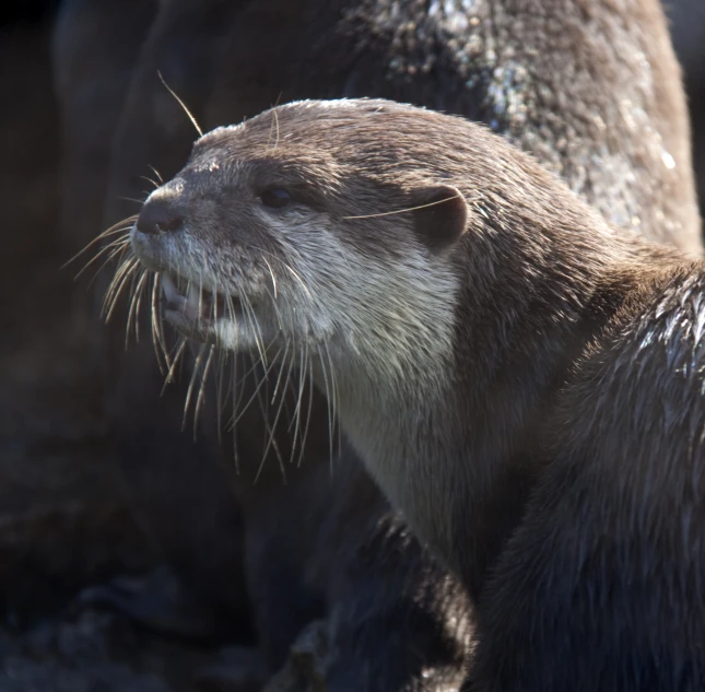 a close up of an otter in front of other otters