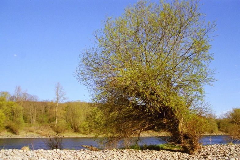 a tree near a river on a sunny day