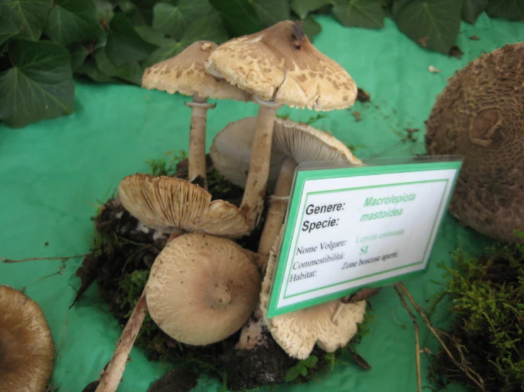 the mushrooms are still growing and growing on the ground