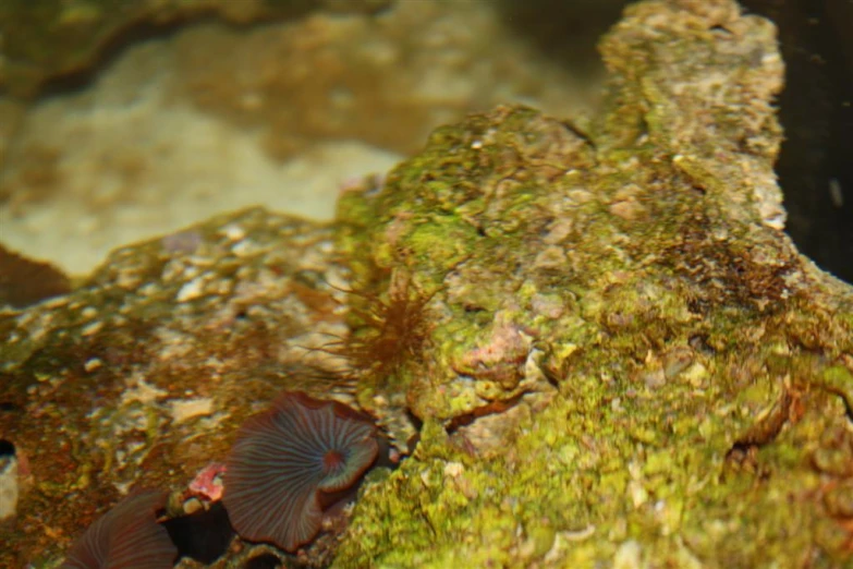 a large fish swimming next to a tree covered with moss