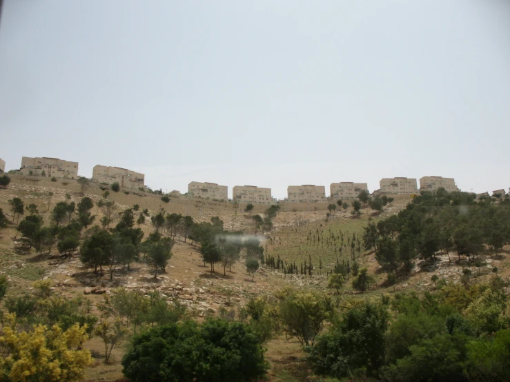 many trees growing on the side of a hill