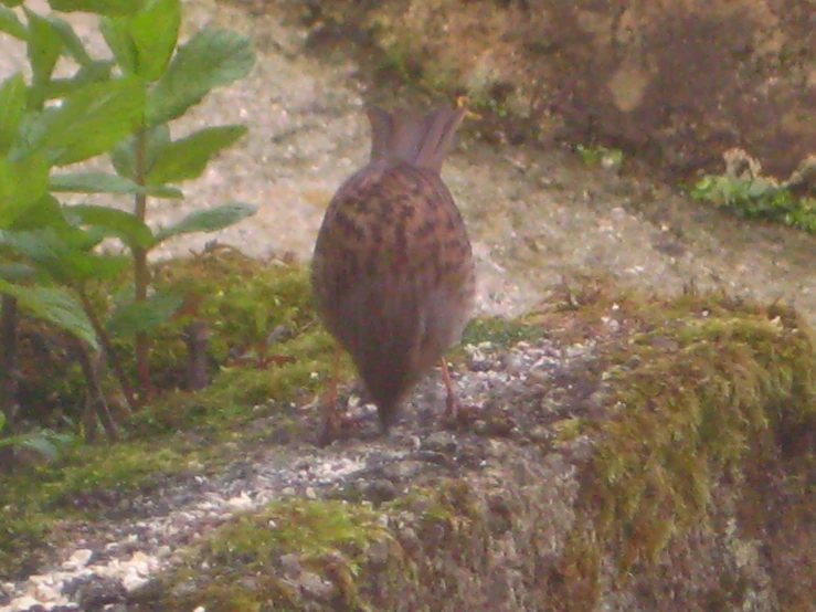 a bird standing on the edge of a rocky cliff