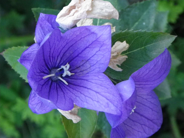 a purple flower that is growing on a bush