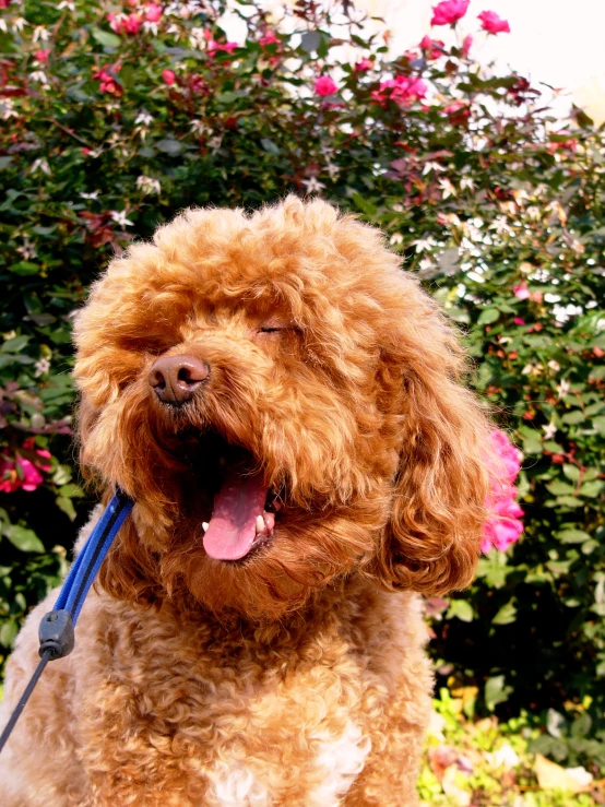 a small brown poodle with a blue leash in its mouth