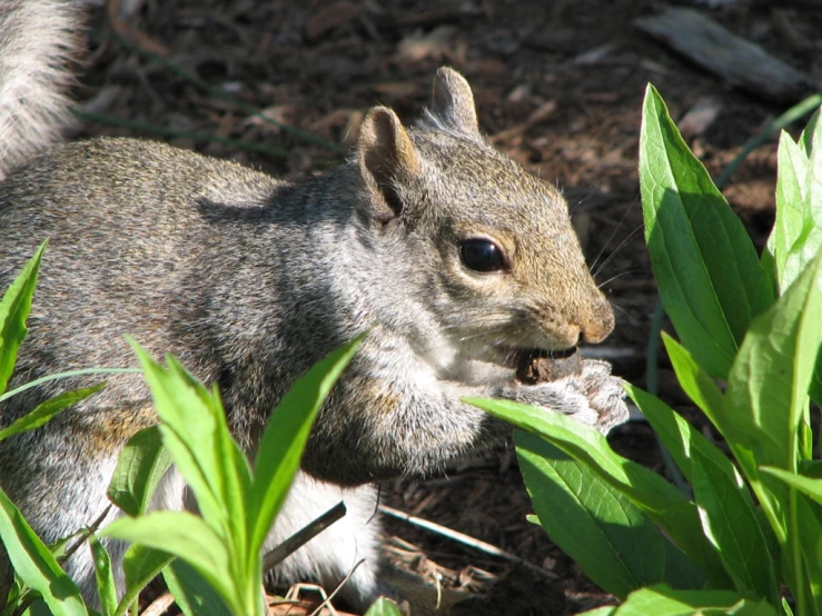 a gray squirrel walking around some grass and leaves