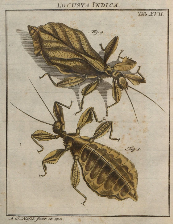 a drawing of an insect and bug