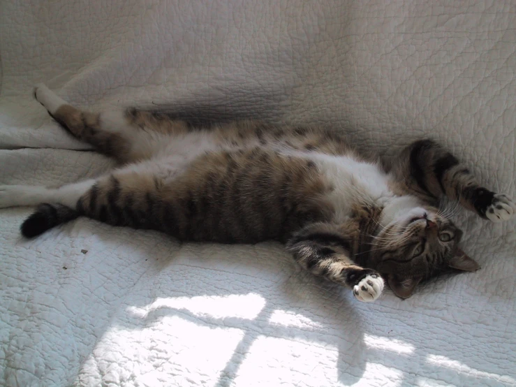 a cat laying on the couch with it's eyes open