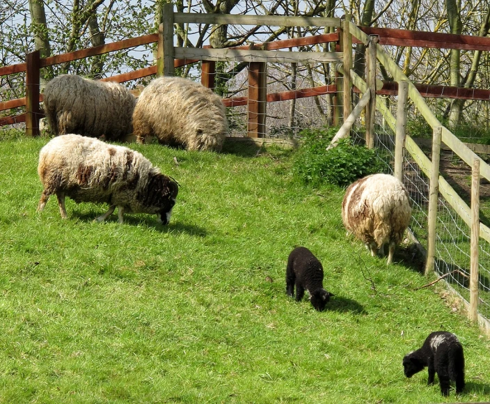 a group of animals are grazing in a field