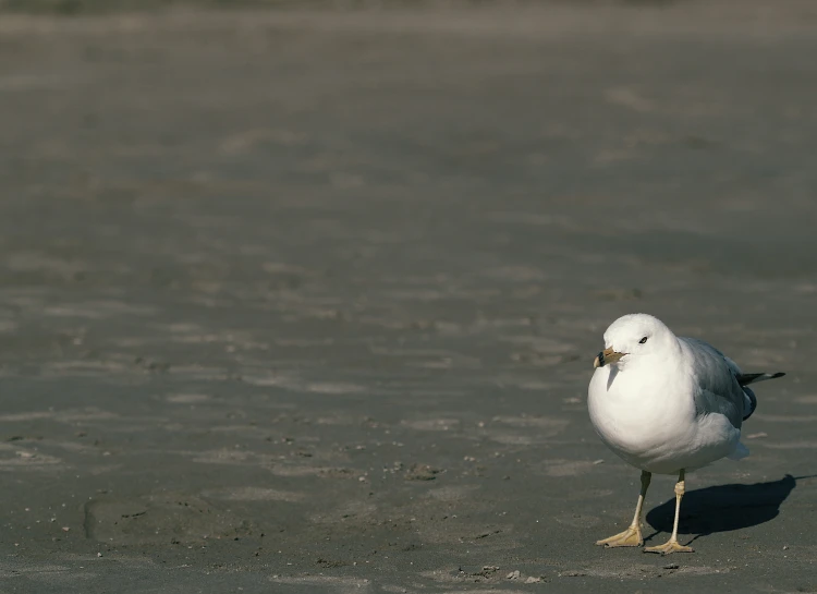 a seagull walking on the beach with his beak open