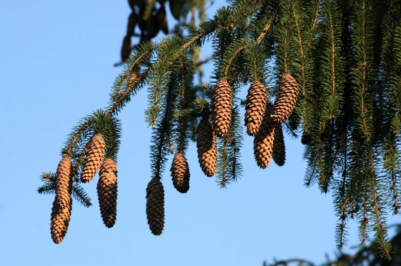 several cones are hanging from a tree against a blue sky