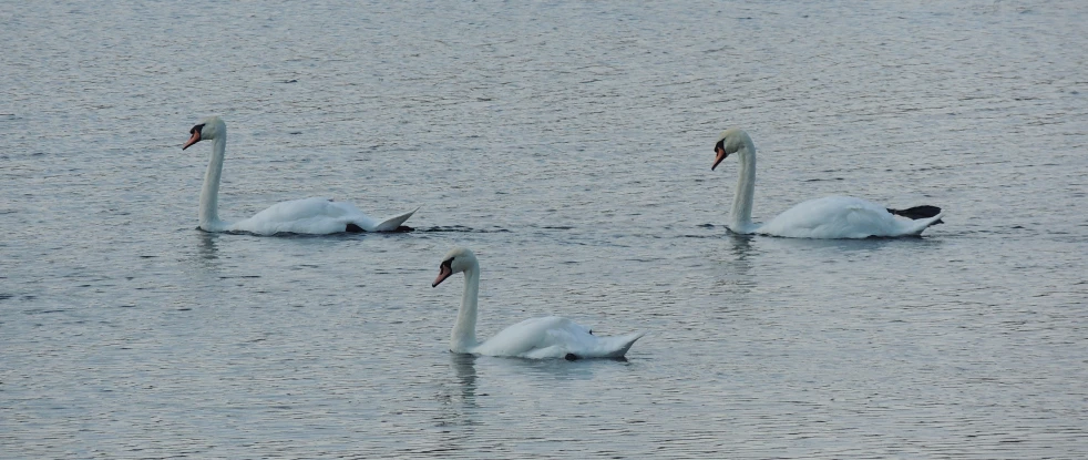 four white swans swim together in the water