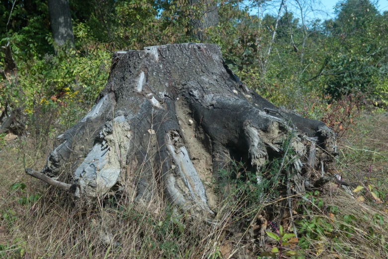 this tree has been smashed and is now uprooted by the forest