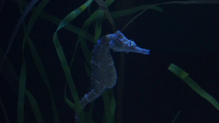 a sea horse crawling in the night sea grasses