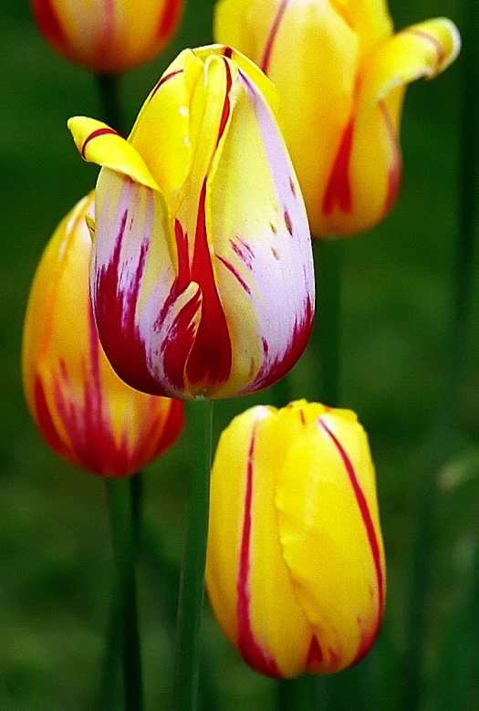 several orange and red tulips with the color yellow