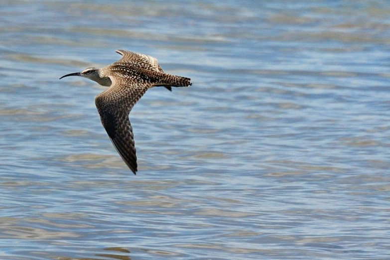 a bird flies low over the water on the lake