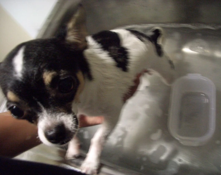 a black and white dog inside a bowl of water