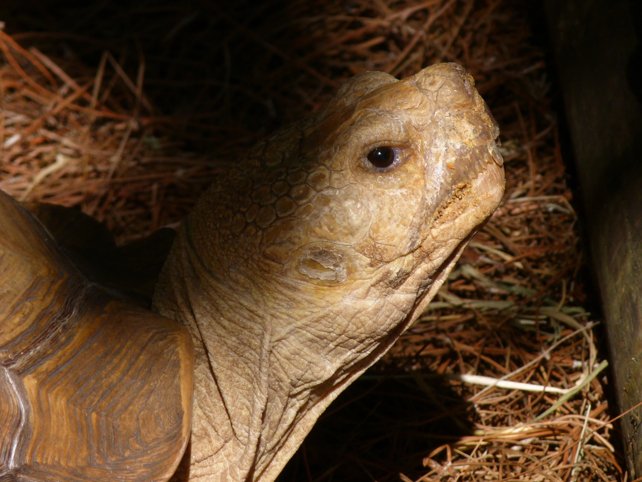 a turtle in some hay is looking off to the side