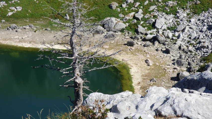 a small tree is in the rock field