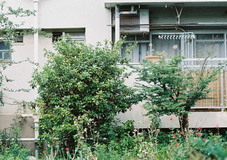 a bushy tree is growing in front of an apartment building