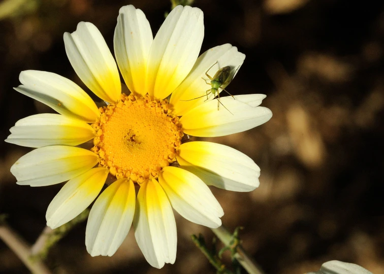 there is a large insect on the end of a flower