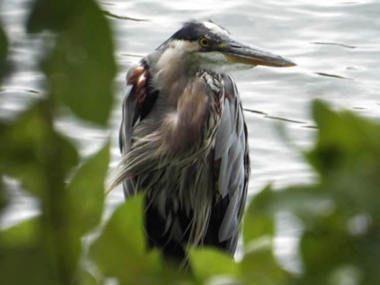 a bird is standing near some water