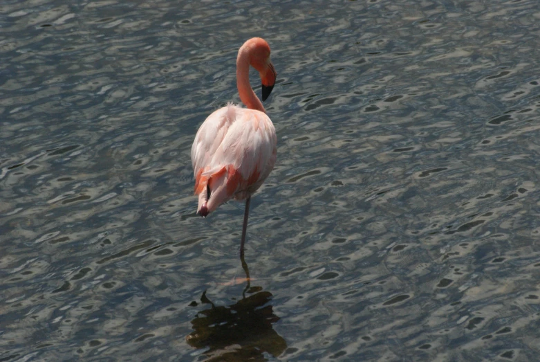 a pink flamingo standing in the water