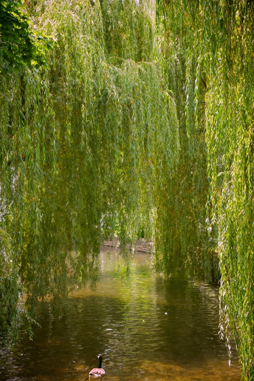 the trees are covering a pond near the bank