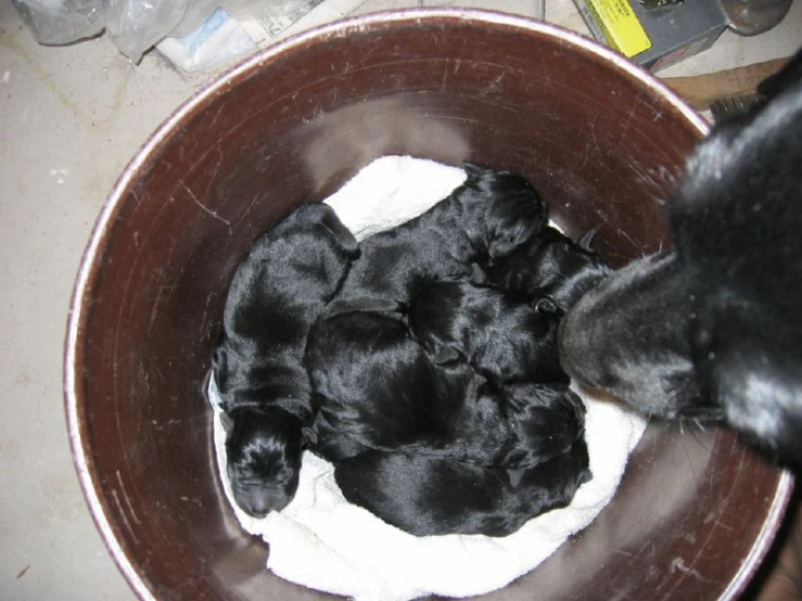 three puppypies are in a brown bowl together