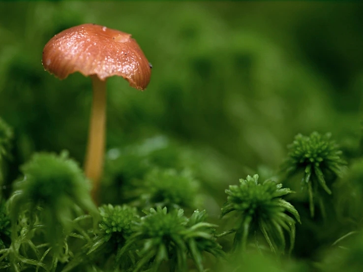 a brown mushroom is on some green plants