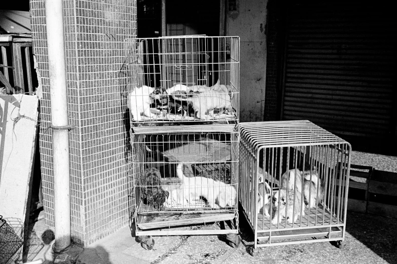 some cages are lined up in a row outside