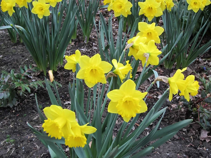 many yellow flowers are in the ground with one flower