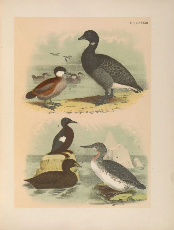 four different birds are depicted in this antique engraving